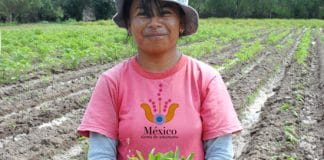 mexico tierra de amaranto ac responsabilidad social de kellogs mexico
