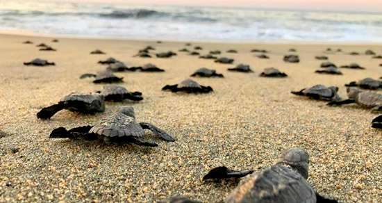 liberacion de tortugas puerto escondido oaxaca mexico medio ambiente sustentabilidad dia mundial de la vida silvestre