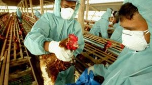 Un ejemplo de desastres naturales biológicos es la gripe aviar.
