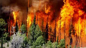 Los incendios son de los desastres naturales que más daño generan por que quema de flora y la contaminación.