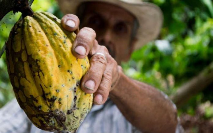 nestle presenta nestle cocoa plan para impulsar obtencion sustentable