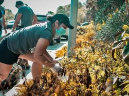 starbucks mexico une a la comunidad para limpiar playas rios y bosques