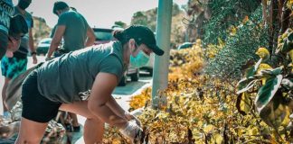starbucks mexico une a la comunidad para limpiar playas rios y bosques