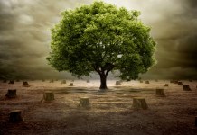 Deforestación: Qué es, Definición, Causas, Consecuencias y Solución