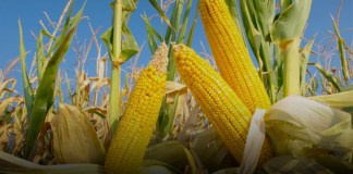Nestlé México y el CIMMYT amplían su colaboración para el abastecimiento responsable del maíz