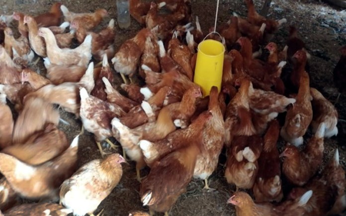 Fundación Alsea y Fondo para la Paz desarrollan granja de producción de huevo de gallina libre de jaula