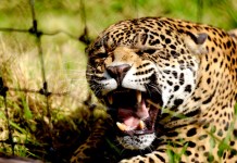 Ferrero de México y Reino Animal anuncian expansión del Santuario Jaguar