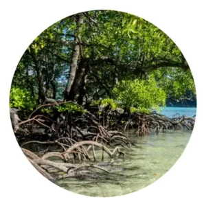 Cotemar sembrando sostenibilidad en el Día Mundial del Árbol Manglares