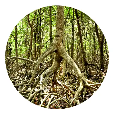 cotemar ecosistema manglar
