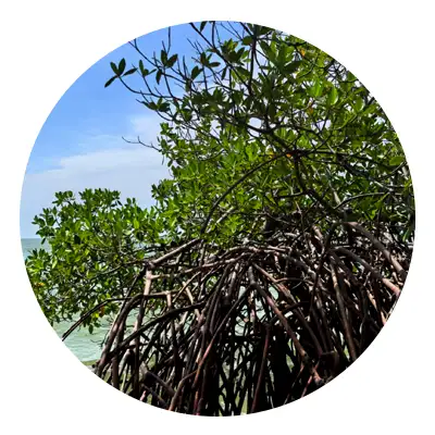 grupo cotemar ecosistema manglar