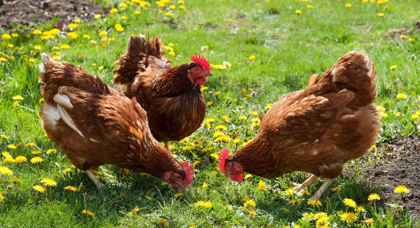 Ferrero México huevo libre de jaula Paolo Cornero