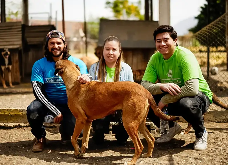 Voluntariado Volkswagen de México refugio animales Puebla