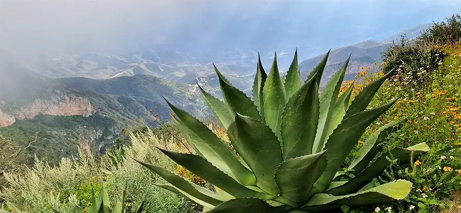 Comunidades forestales Grupo Ecológico Sierra Gorda