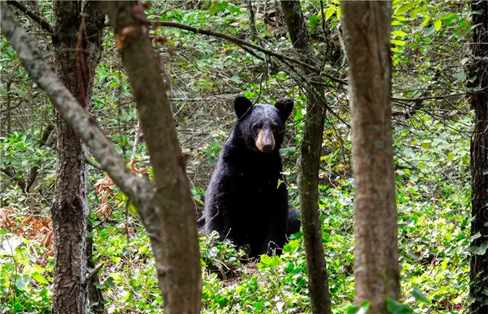 Conservacion oso negro mexicano Grupo Bimbo SEMARNAT