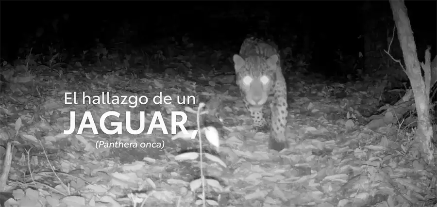 Hallazgo de un jaguar (Panthera Osca)