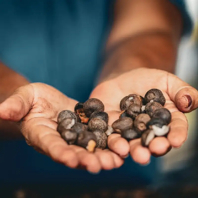 Natura preservación selva amazónica comunidades