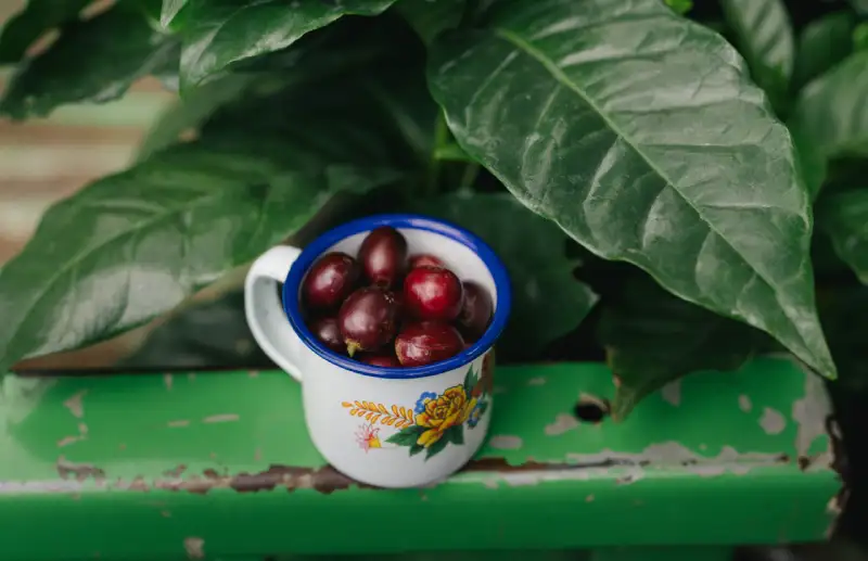 Plantas de café jóvenes cultivadas de forma sostenible