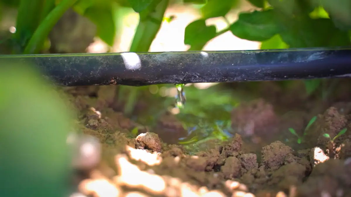 Agricultura regenerativa PepsiCo México riego goteo