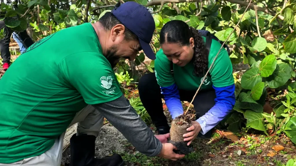 Cotemar y el cuidado de los árboles: reforestar, restaurar y sembrar conciencia